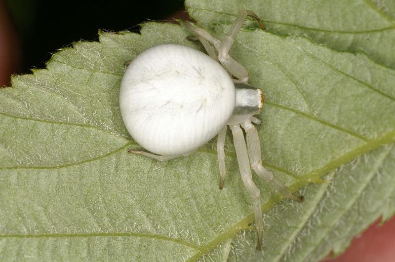 Misumena_vatia_D6149_Z_88_Les Gris_Frankrijk.jpg